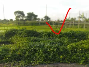 রেসিডেন্সিয়াল প্লট এলাকা ৩ কাঠা