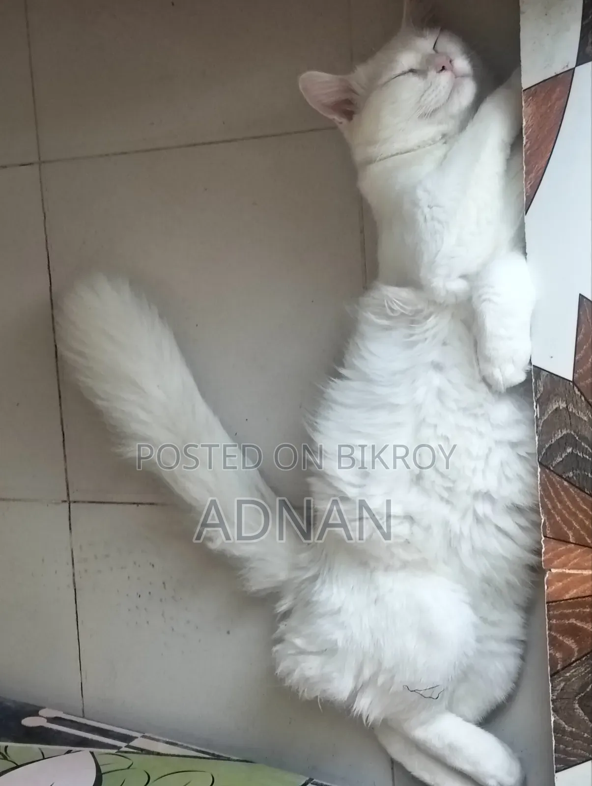 6-12 months Male Mixed Breed Persian