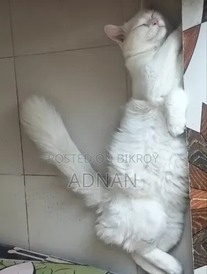 6-12 months Male Mixed Breed Persian