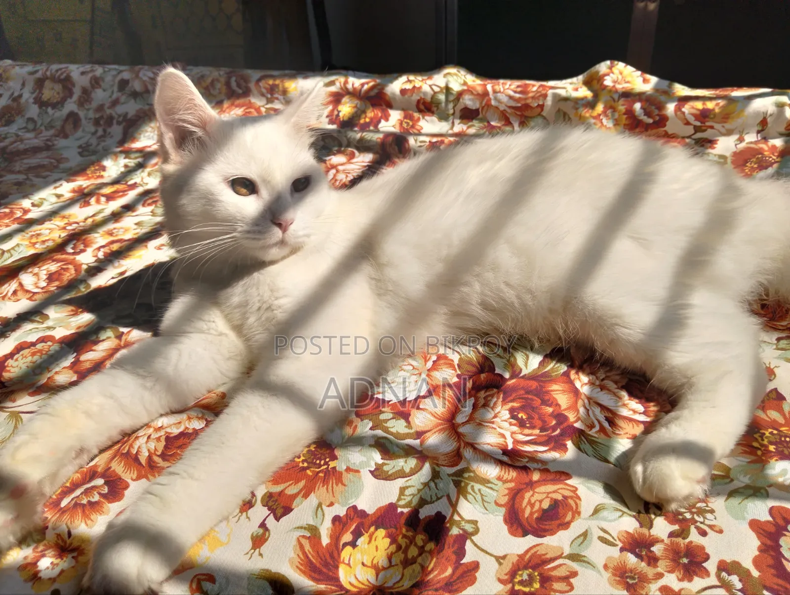 6-12 months Male Mixed Breed Persian