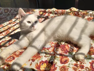 6-12 months Male Mixed Breed Persian