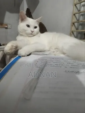 6-12 months Male Mixed Breed Persian