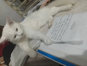 6-12 months Male Mixed Breed Persian