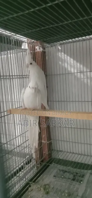 ককাটেল পাখি বিক্রি