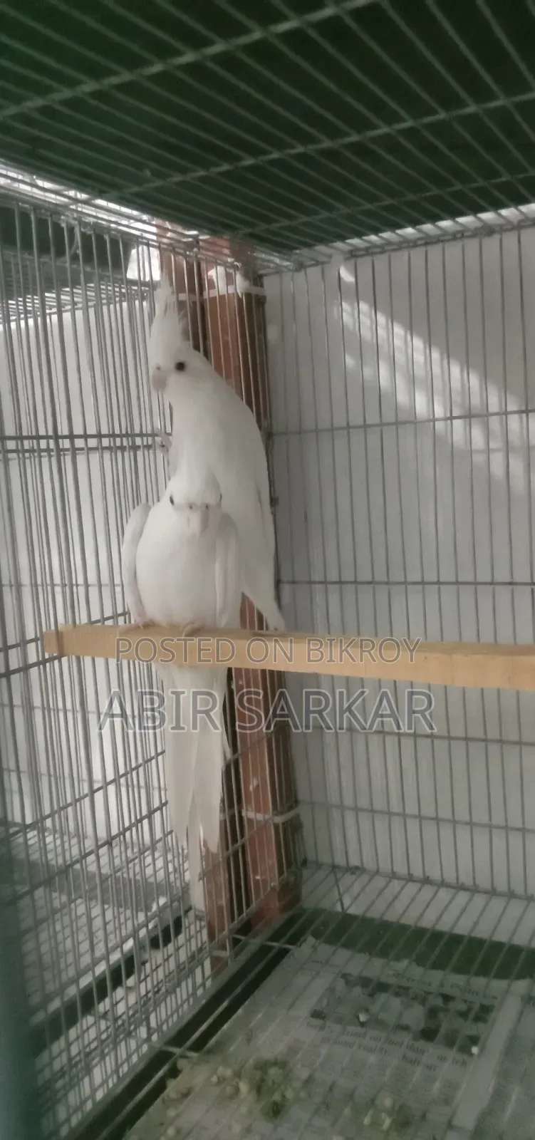 ককাটেল পাখি বিক্রি