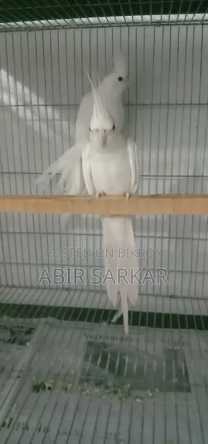 ককাটেল পাখি বিক্রি