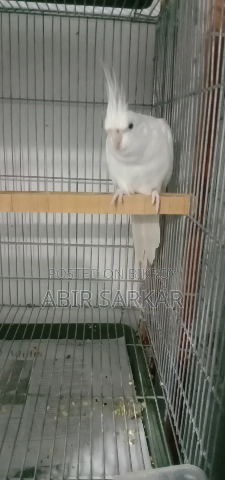 ককাটেল পাখি বিক্রি