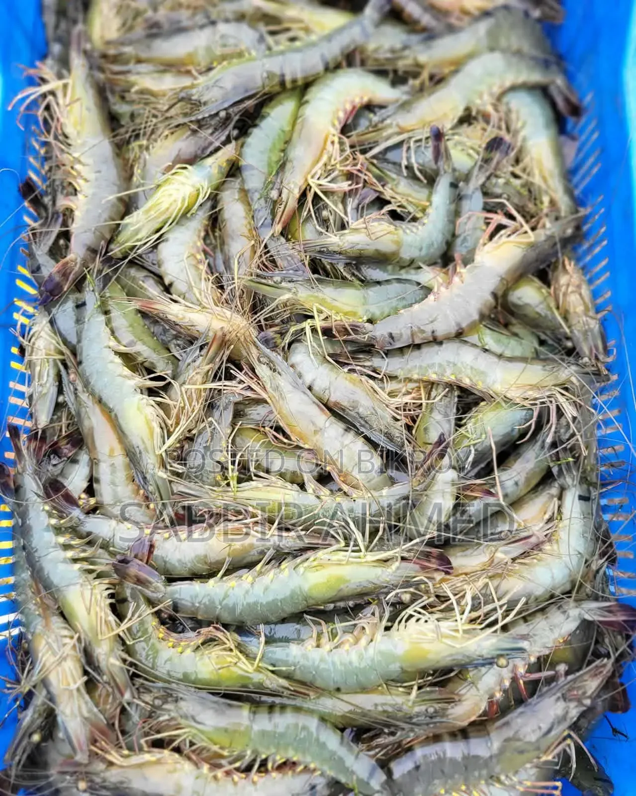 Fresh Bagda Prawns Directly From Satkhira! Booking Ongoing