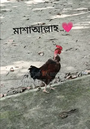 বড় জাতের মোরগ বিক্রি হবে