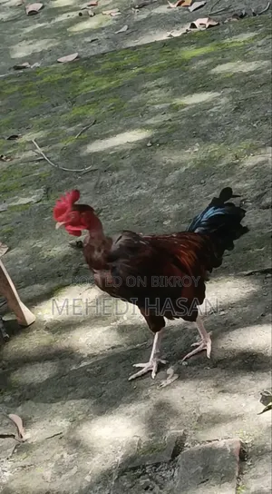বড় জাতের মোরগ বিক্রি হবে