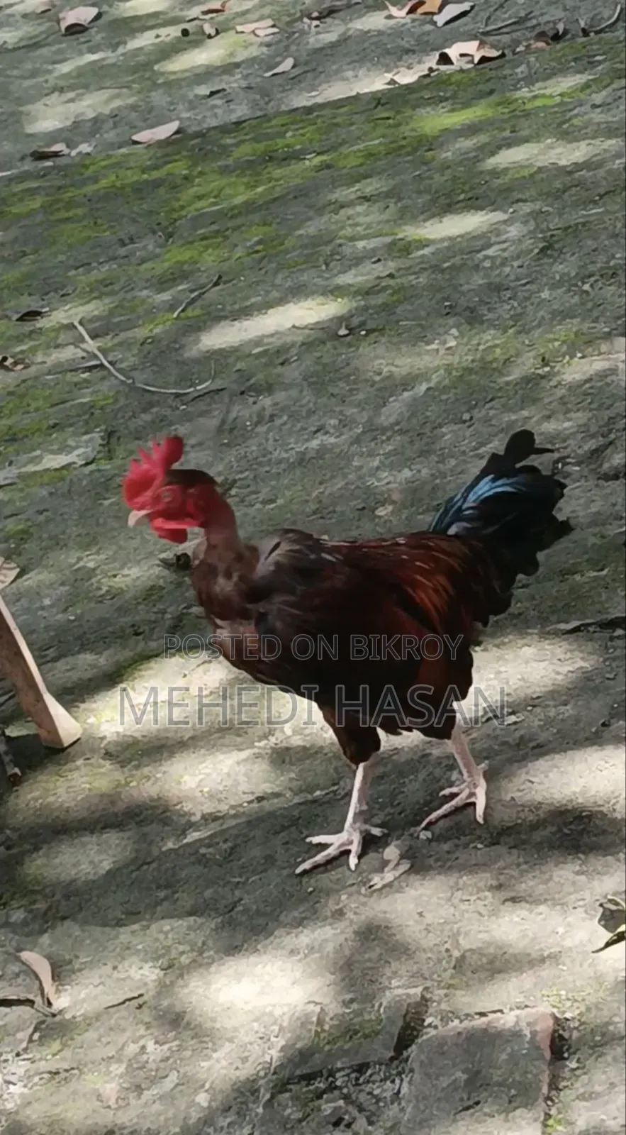 বড় জাতের মোরগ বিক্রি হবে