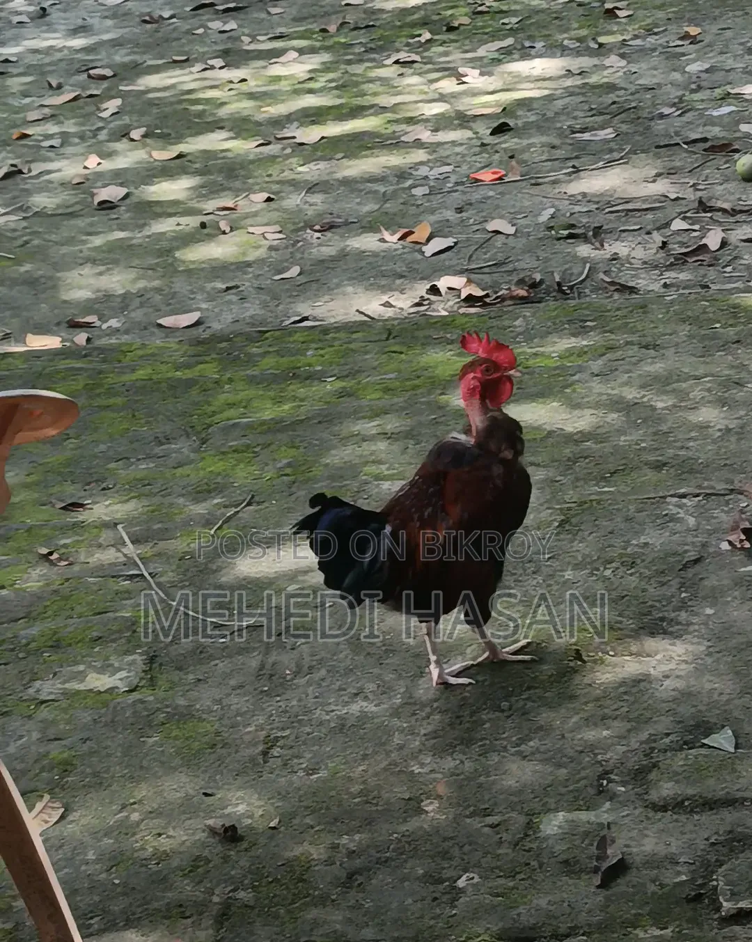 বড় জাতের মোরগ বিক্রি হবে