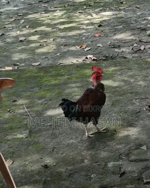 বড় জাতের মোরগ বিক্রি হবে