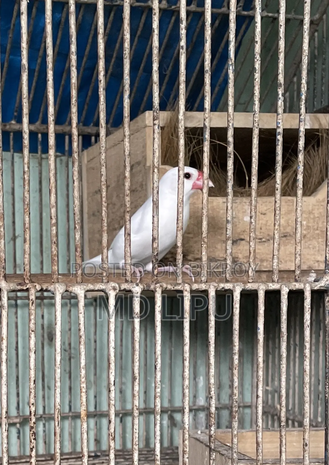 জাবা মেল পাখি বিক্রি