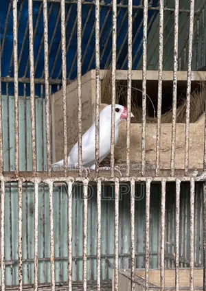 জাবা মেল পাখি বিক্রি