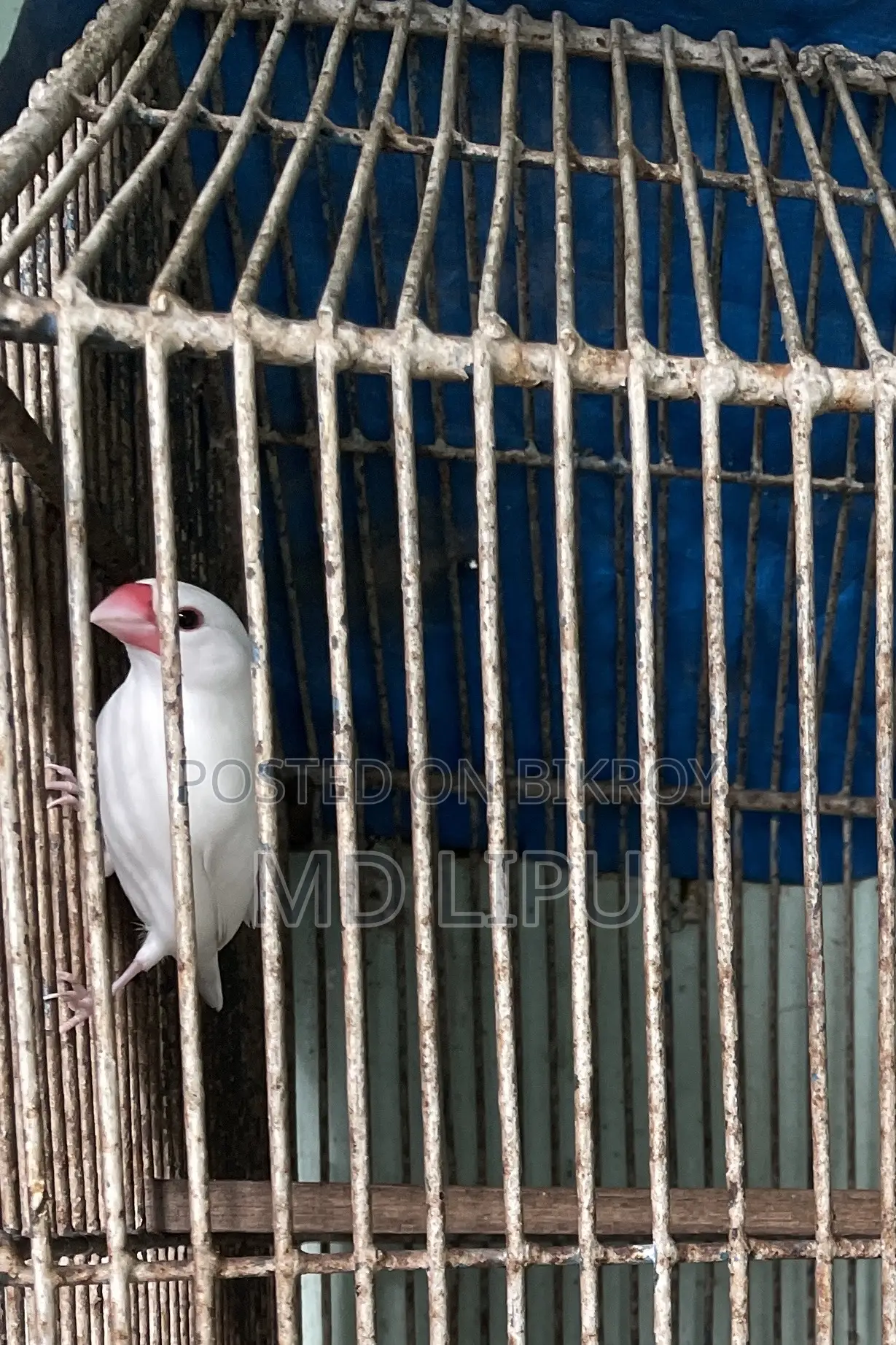 জাবা মেল পাখি বিক্রি