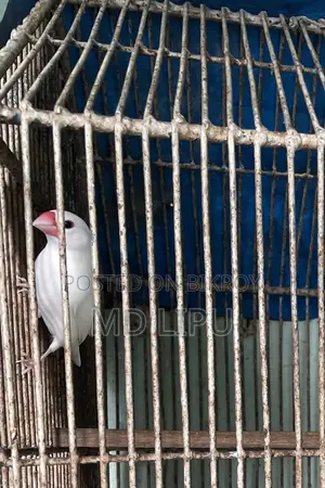 জাবা মেল পাখি বিক্রি