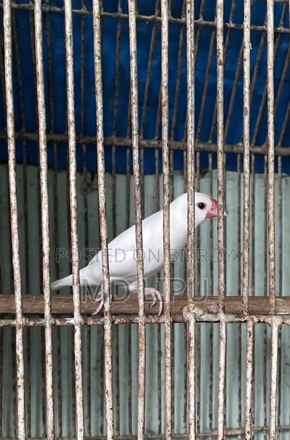 জাবা মেল পাখি বিক্রি