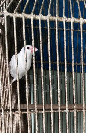 জাবা মেল পাখি বিক্রি
