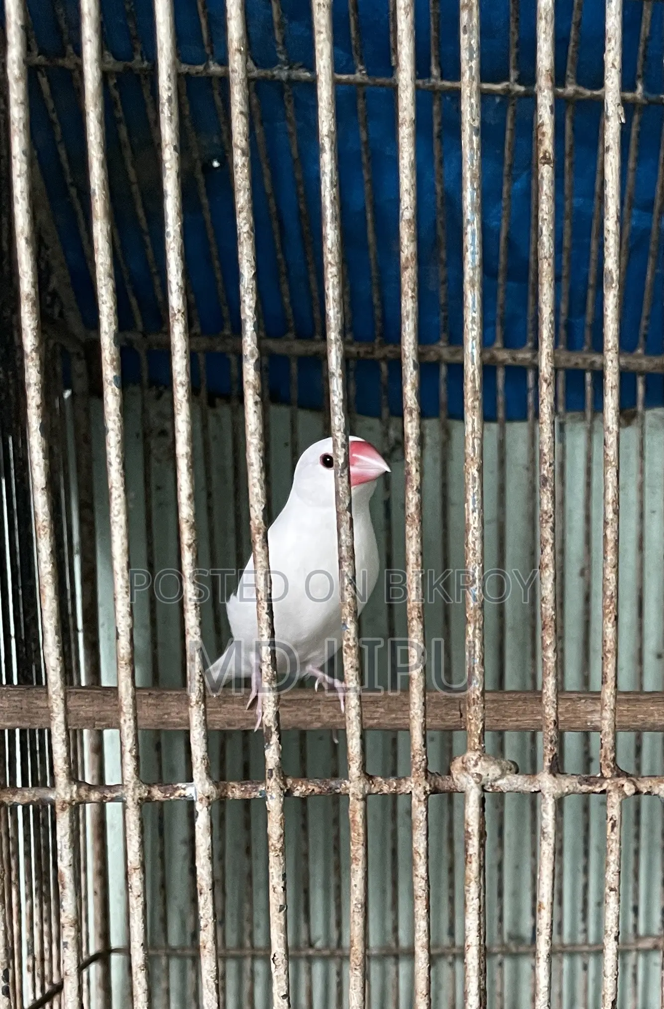 জাবা মেল পাখি বিক্রি
