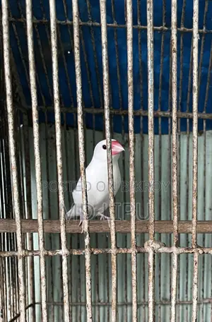 জাবা মেল পাখি বিক্রি