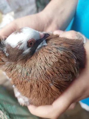 Five Pigeons Including Golla and Kajli Pigeons