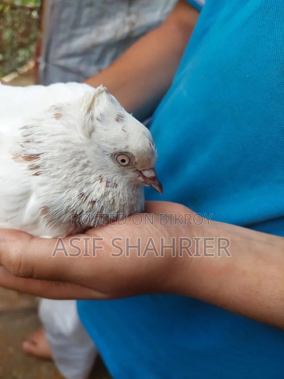 Five Pigeons Including Golla and Kajli Pigeons