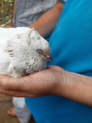 Five Pigeons Including Golla and Kajli Pigeons