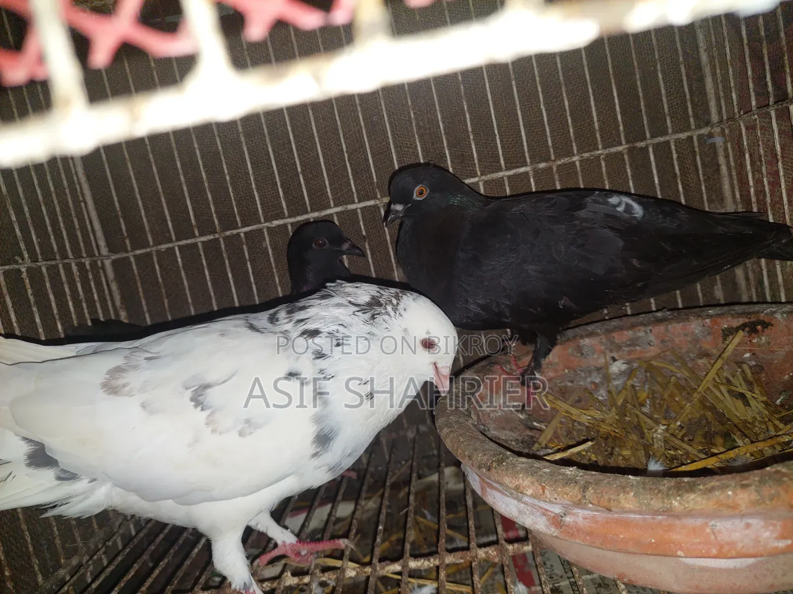 Five Pigeons Including Golla and Kajli Pigeons