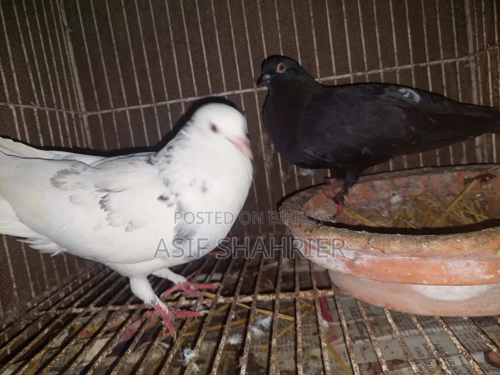 Five Pigeons Including Golla and Kajli Pigeons