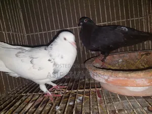 Five Pigeons Including Golla and Kajli Pigeons