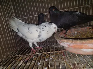 Five Pigeons Including Golla and Kajli Pigeons