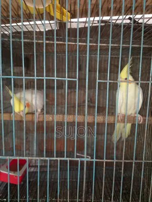 কোকাটেল পাখি