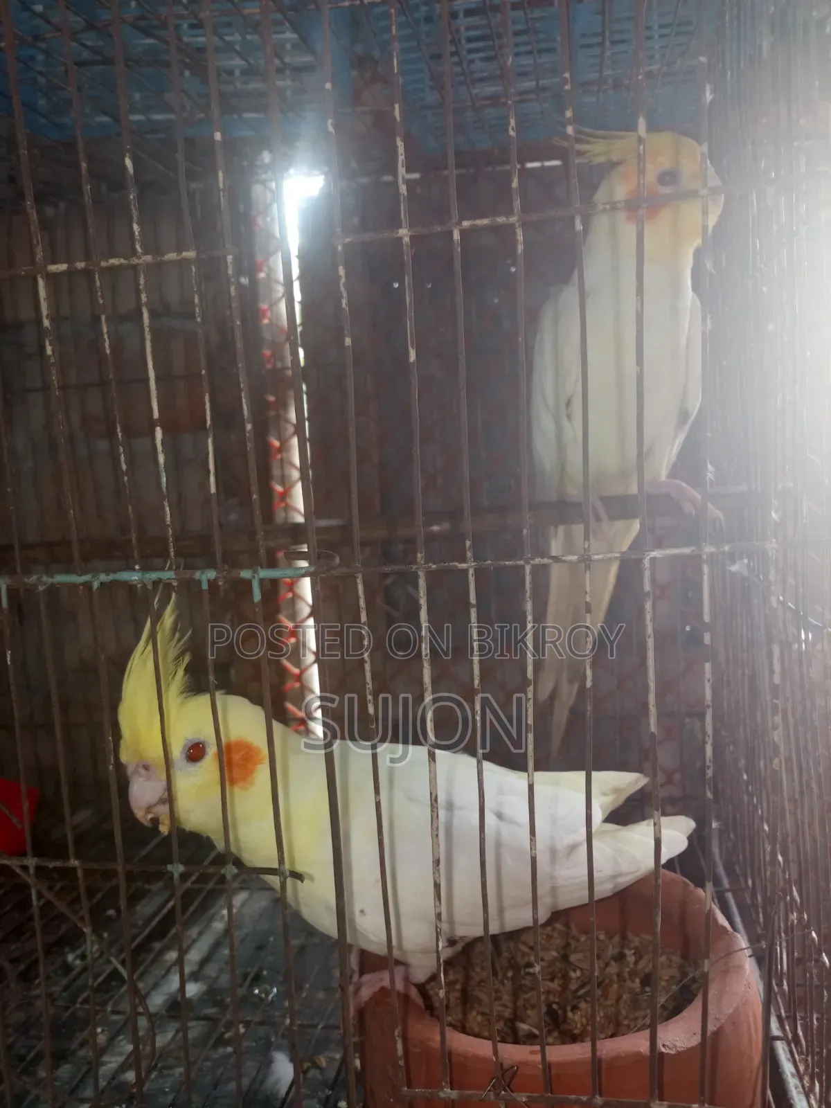 কোকাটেল পাখি