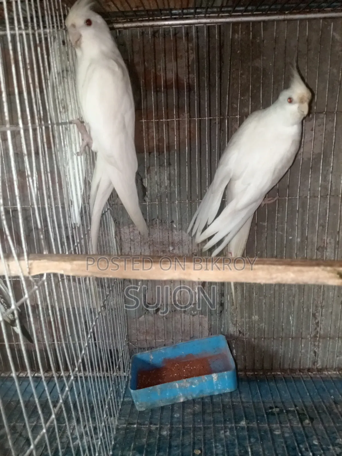 কোকাটেল পাখি