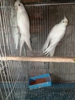 কোকাটেল পাখি