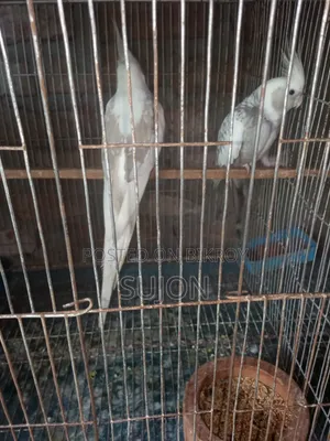 কোকাটেল পাখি