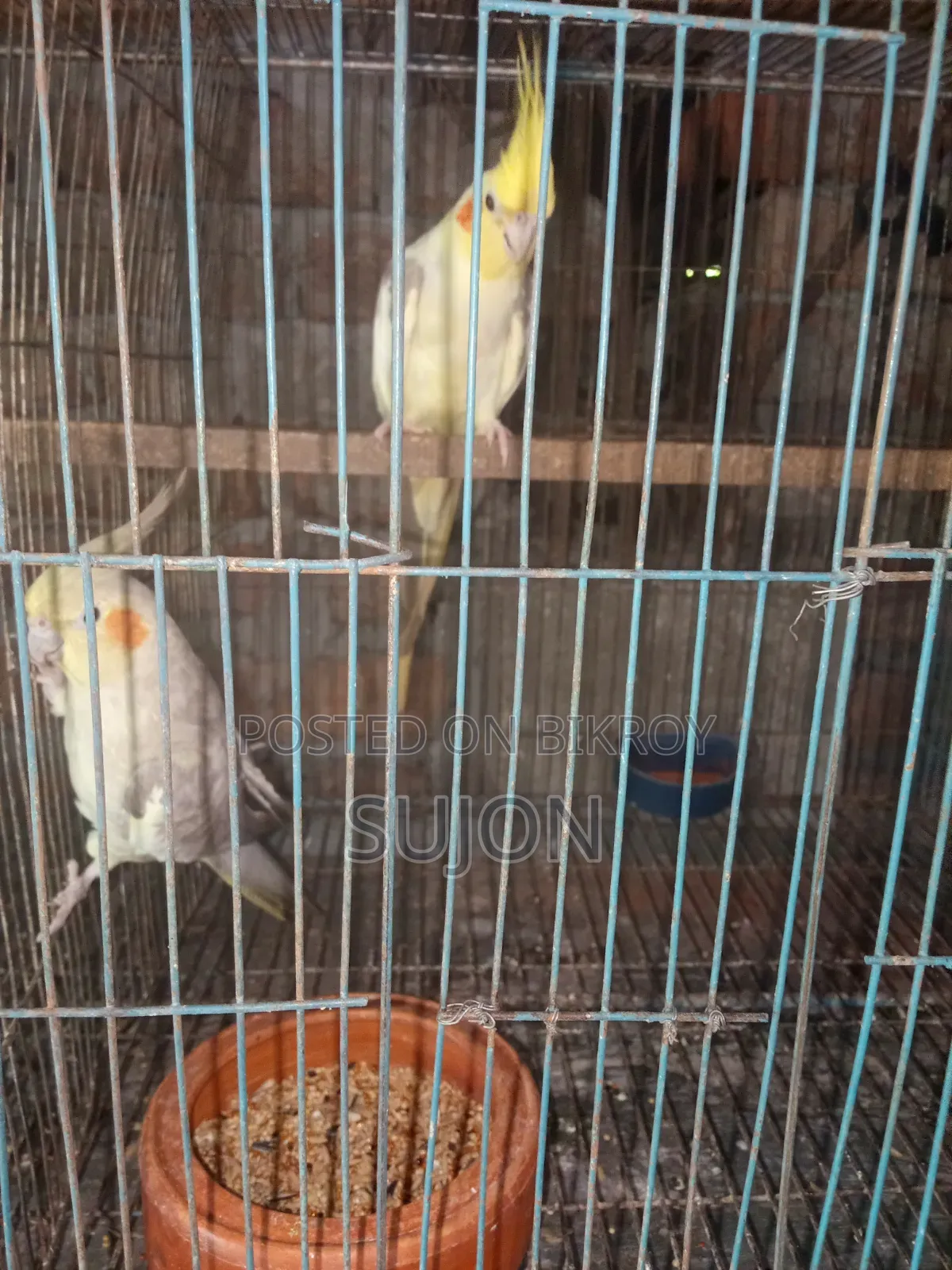 কোকাটেল পাখি