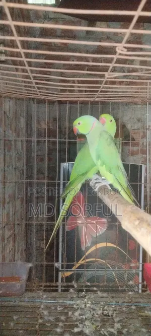 সবুজ ভারতীয় রিংনেক রানিং ব্রিডিং জোড়া নাটোর সদর