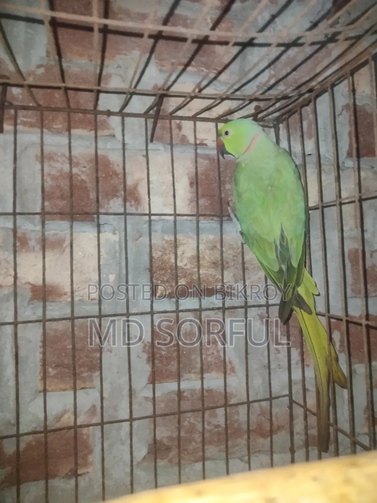 সবুজ ভারতীয় রিংনেক রানিং ব্রিডিং জোড়া নাটোর সদর