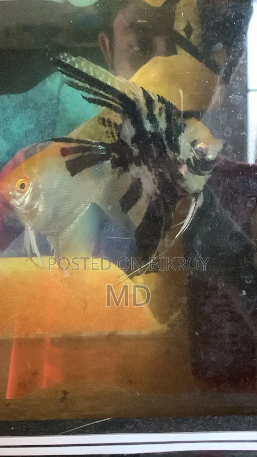 Angelfish, fully adult and has bred once. Feel free to contact if needed.
