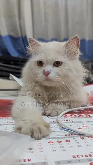 ৬-১২ মাস বয়সী খাঁটি পার্সিয়ান স্ত্রী বিড়াল