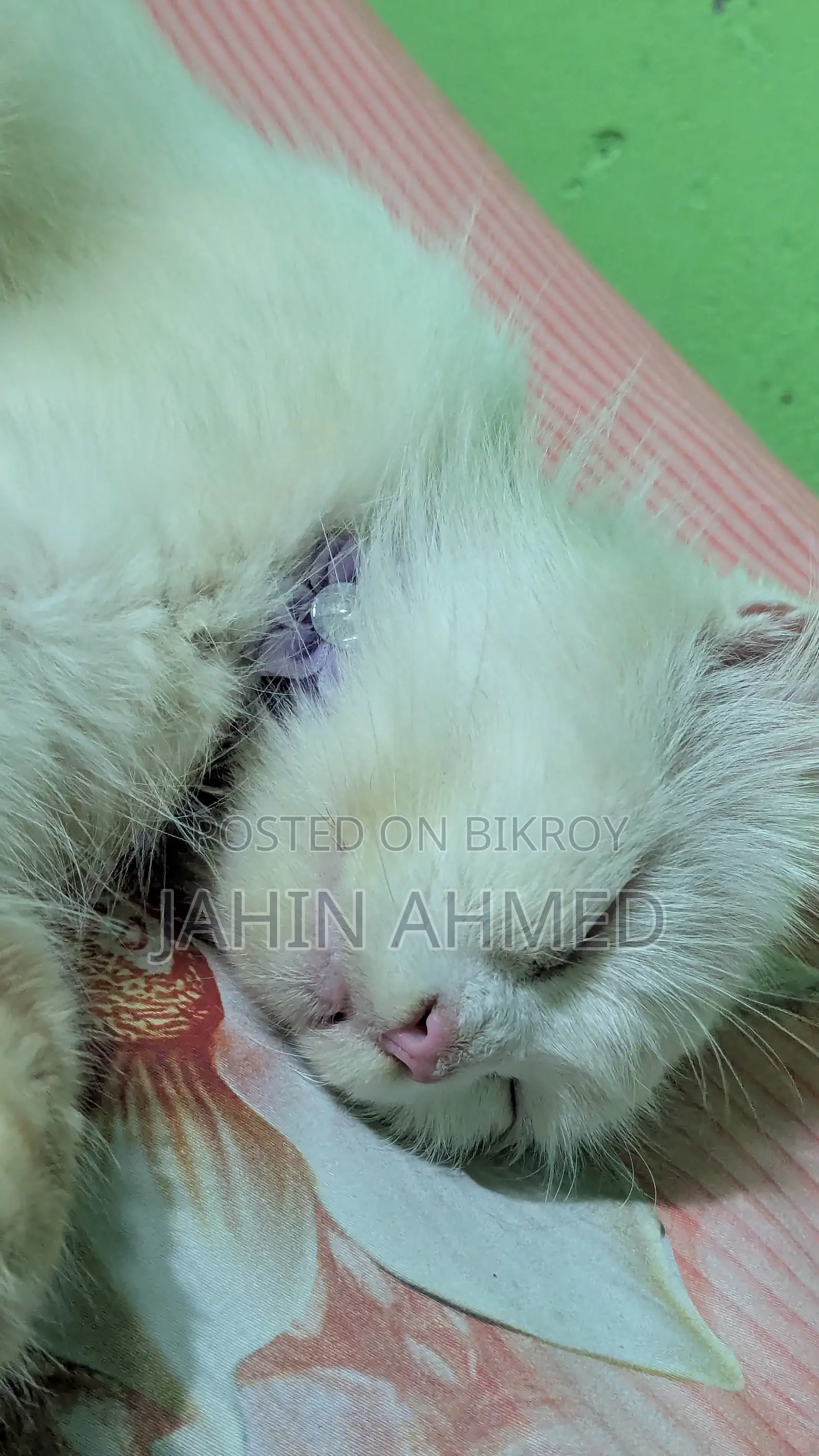 ৬-১২ মাস বয়সী খাঁটি পার্সিয়ান স্ত্রী বিড়াল