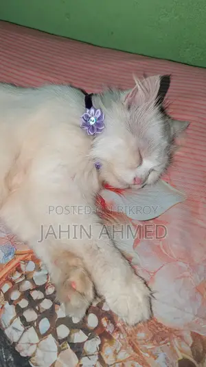 ৬-১২ মাস বয়সী খাঁটি পার্সিয়ান স্ত্রী বিড়াল