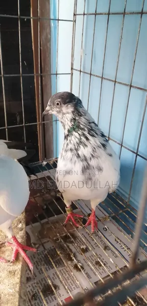 Some Running Pigeons For Sale