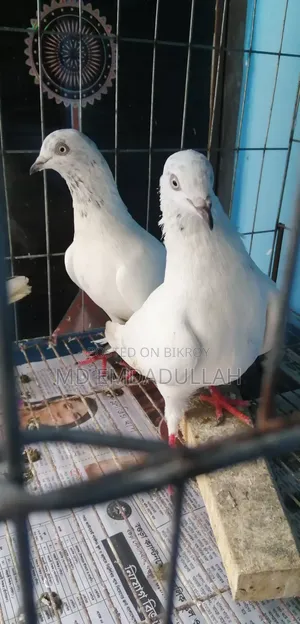 Some Running Pigeons For Sale
