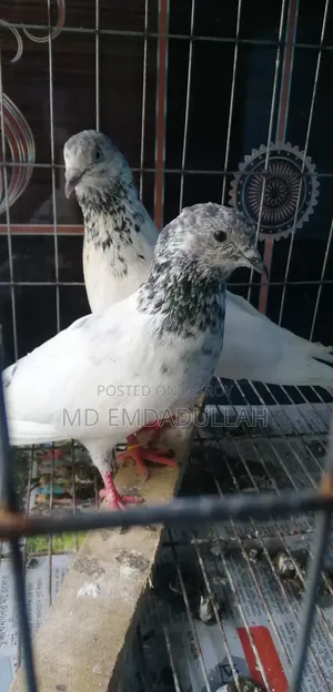 Some Running Pigeons For Sale