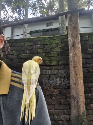 সুপার টেম্প ককটেল বেবি