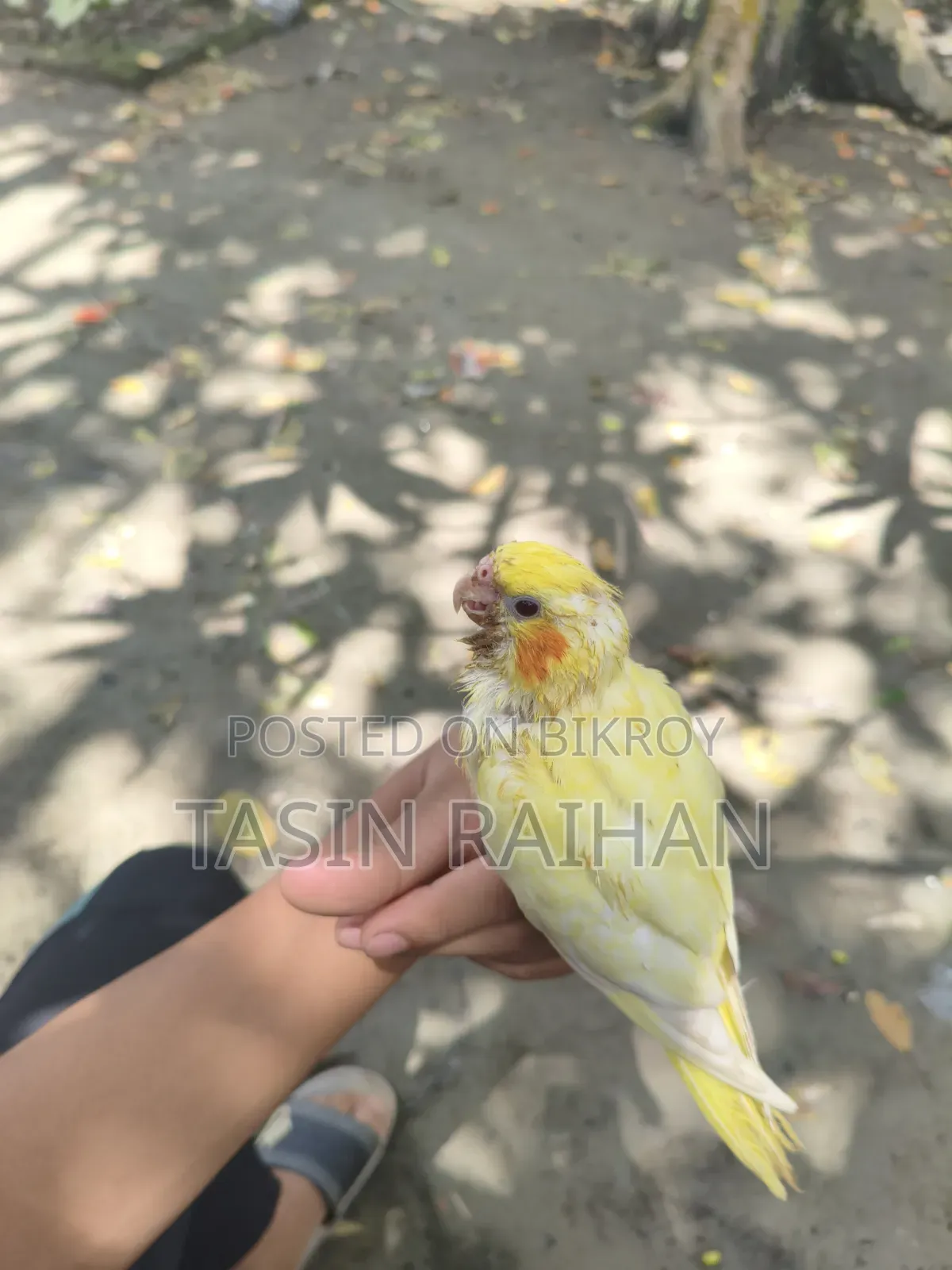 সুপার টেম্প ককটেল বেবি