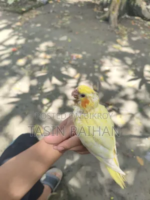 সুপার টেম্প ককটেল বেবি